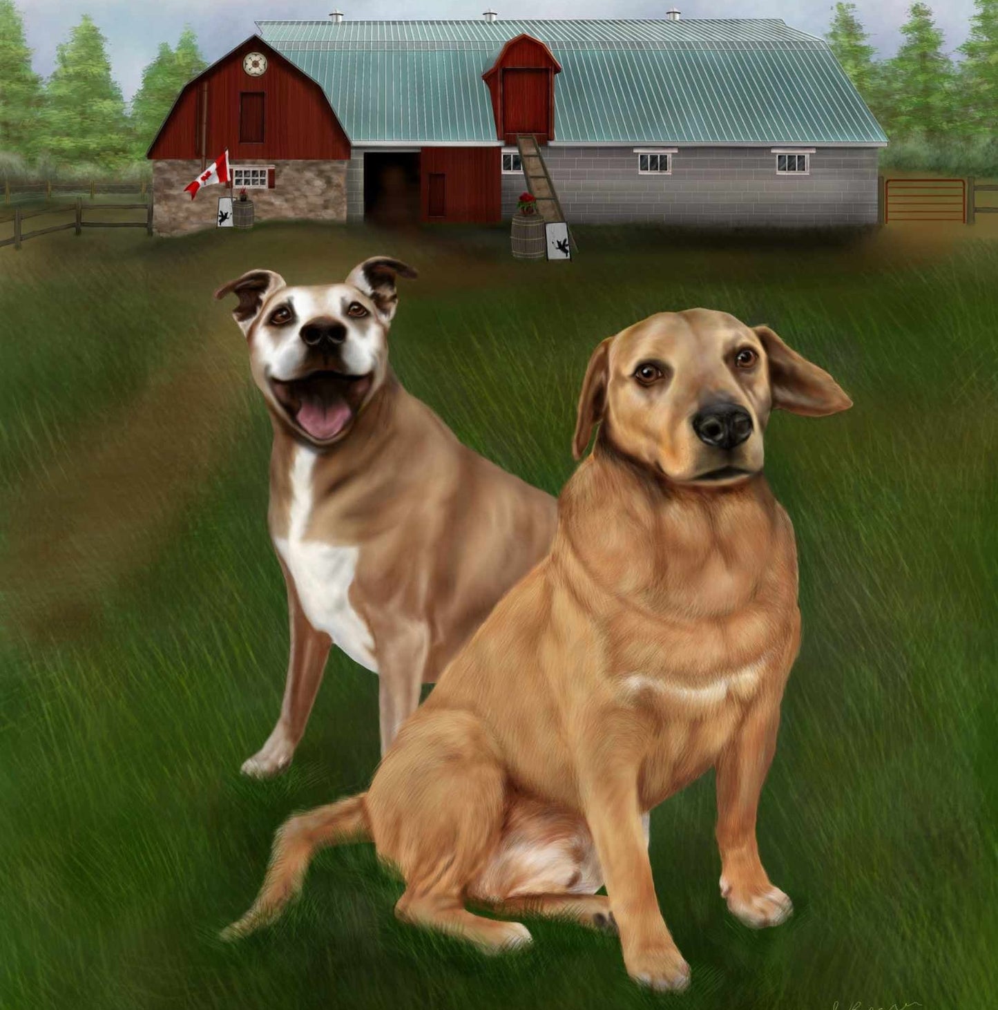 Canvas print of Shelby & Reuben by the barn (12x12)