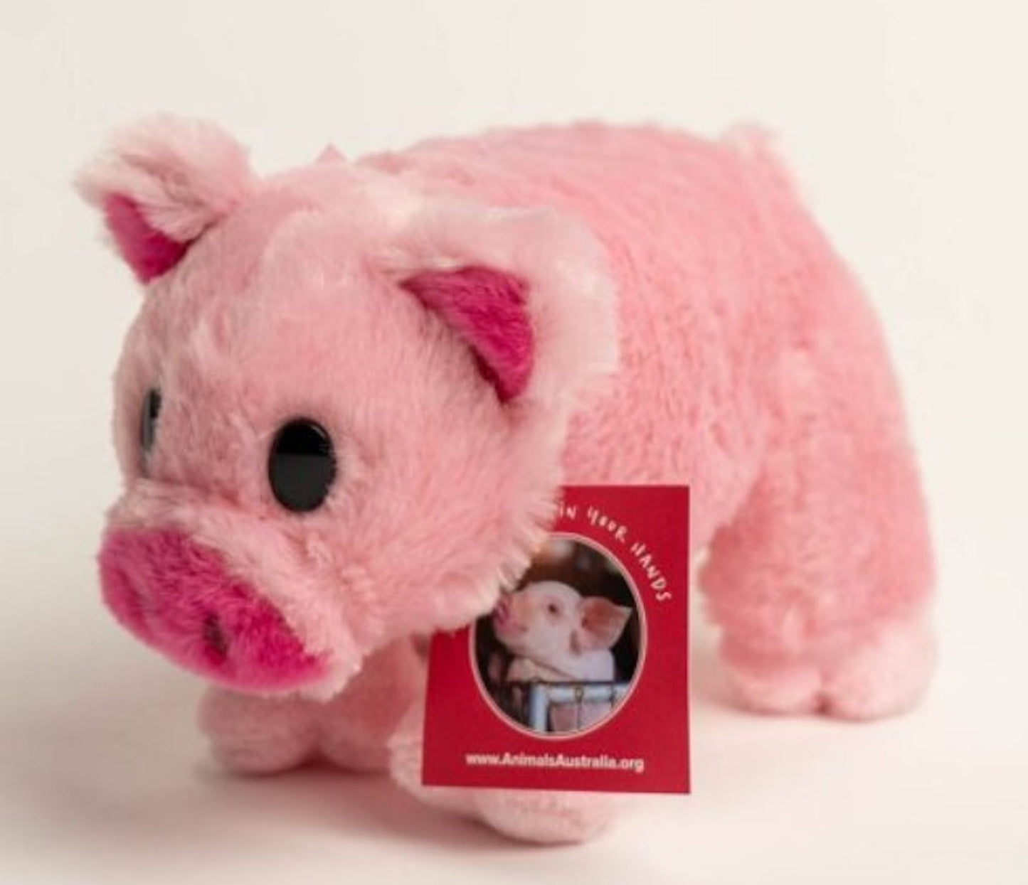 Plush pig from Animals Australia