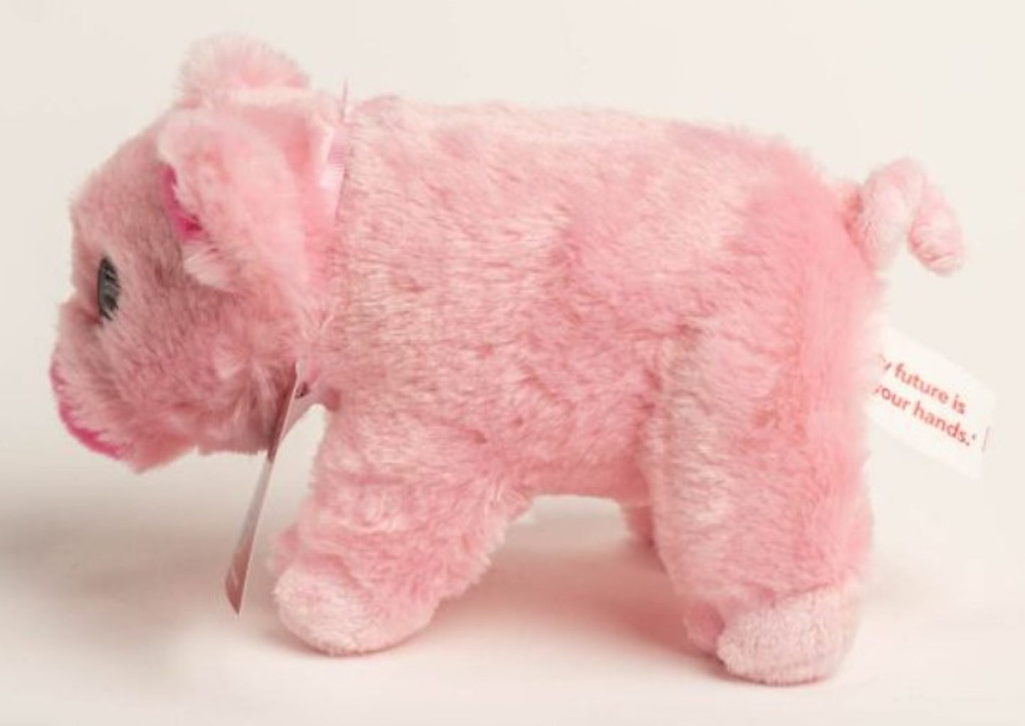 Plush pig from Animals Australia